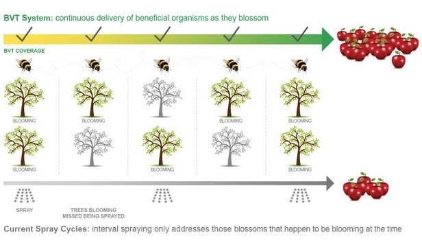 blossom coverage on apple trees for BVT versus traditional spray intervals