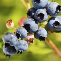 Blueberries & Caneberries